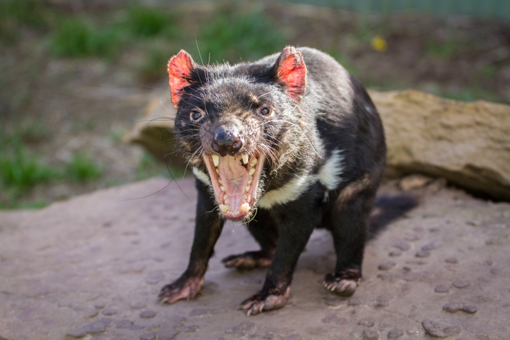 Will the Tasmanian Devil be Tasmania's first state animal ...